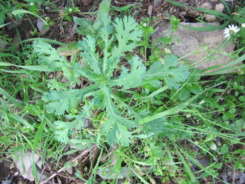 Corndaisy (Glebionis segetum)