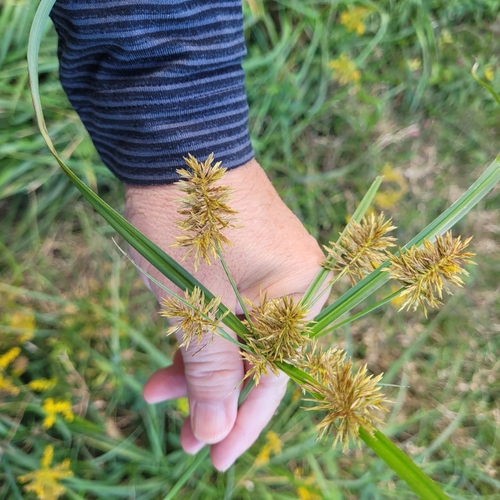 Cyperus strigosus observed 2026-10-24