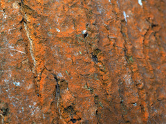 Trentepohlia umbrina