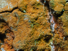 Trentepohlia umbrina