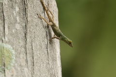 Anolis