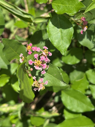 Malpighia glabra observed 2026-10-24