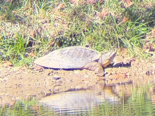 Spiny Softshell