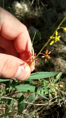 Galphimia angustifolia