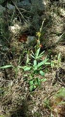 Galphimia angustifolia