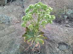 Aeonium urbicum