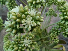 Aeonium urbicum