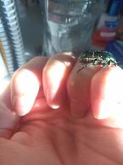 Protaetia cuprea