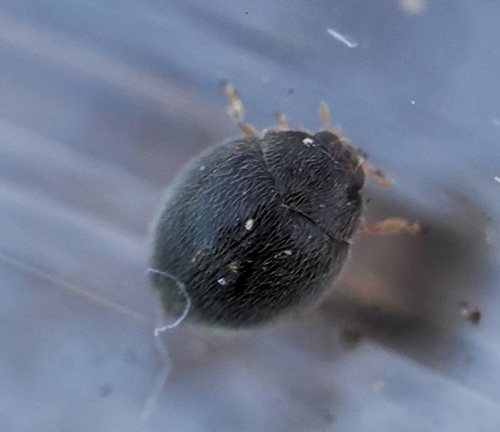 Stethorus