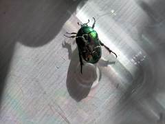 Protaetia cuprea