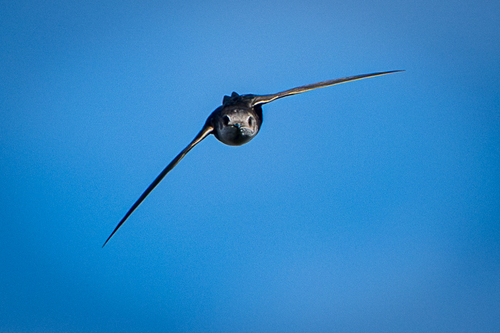 White-throated Swift