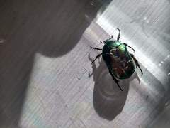 Protaetia cuprea