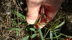 Galphimia angustifolia