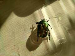 Protaetia cuprea