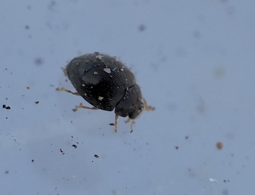 Stethorus