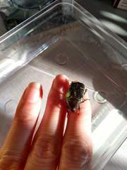 Protaetia cuprea