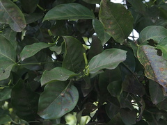 Gnetum luofuense
