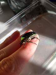 Protaetia cuprea