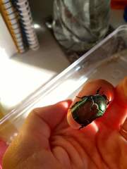 Protaetia cuprea