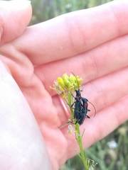 Cartallum ebulinum