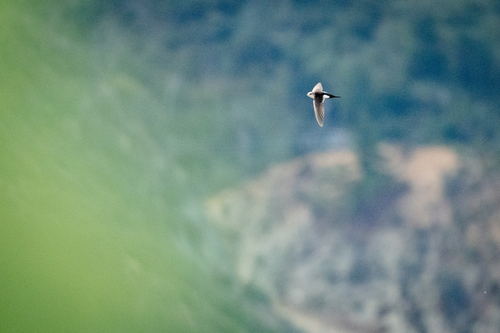 White-throated Swift