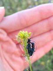Cartallum ebulinum