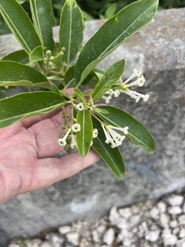 Cestrum diurnum observed 2026-10-24