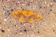 Scardamia chrysolina