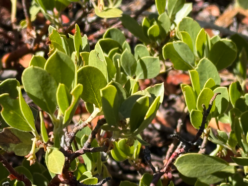 Arctostaphylos nevadensis observed 2026-10-24