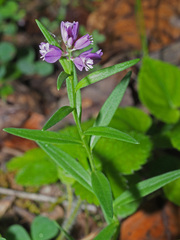 Polygala comosa