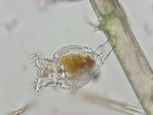 Philodina megalotrocha