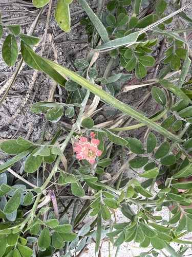 Indigofera spicata observed 2026-10-24