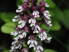 Neotinea ustulata ustulata