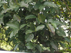 Gnetum luofuense