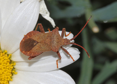 Coreus marginatus