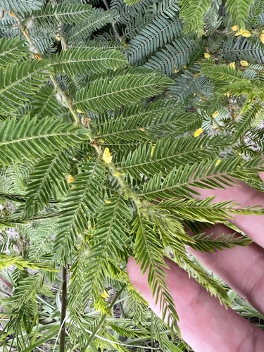 Chamaecrista nictitans observed 2026-10-24