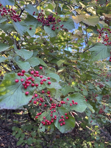 Viburnum dilatatum observed 2026-10-24