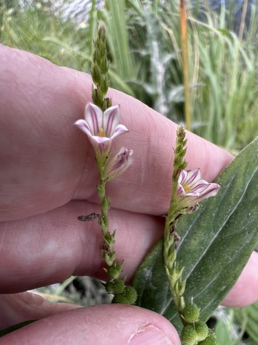 Spigelia anthelmia observed 2026-10-24