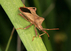 Coreus marginatus