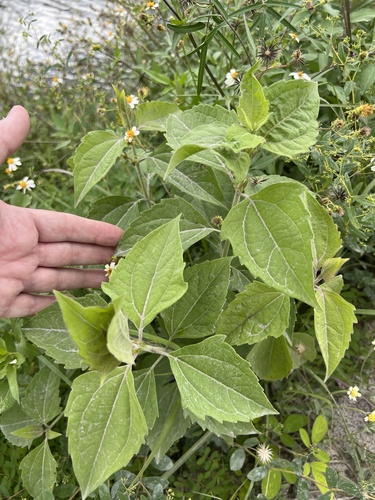 Chromolaena odorata observed 2026-10-24