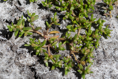 Crassula aquatica