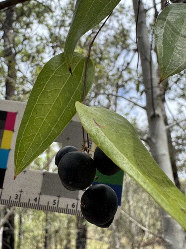 Smilax glyciphylla observed 2026-10-24