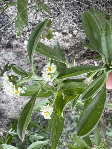 Euploca procumbens observed 2026-10-24