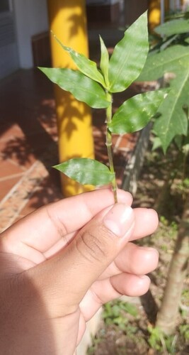 Oplismenus undulatifolius observed 2026-10-24