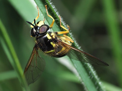 Chrysotoxum cautum
