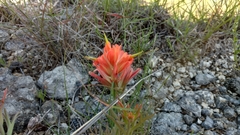 Castilleja lindheimeri