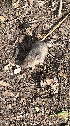 Western Deer Mouse