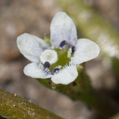 Limosella acaulis