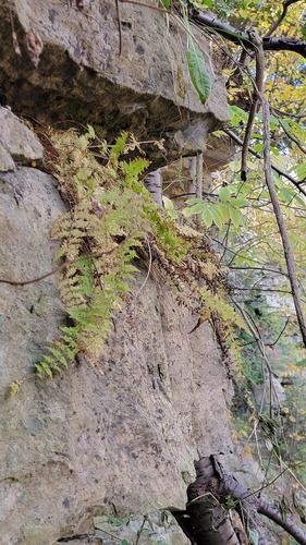 Cystopteris, 2026-10-22