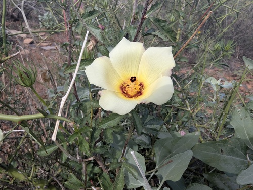 Desert Rosemallow